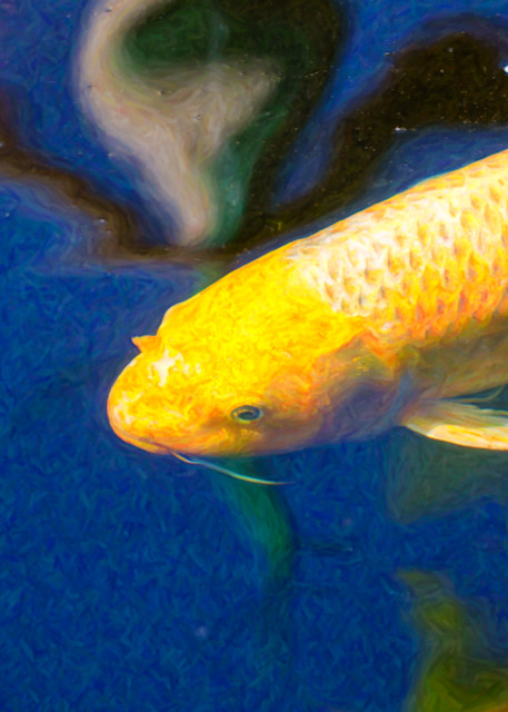 Koi Pond Fish   Taking Aim   By Omaste Witkowski Art | Artworks