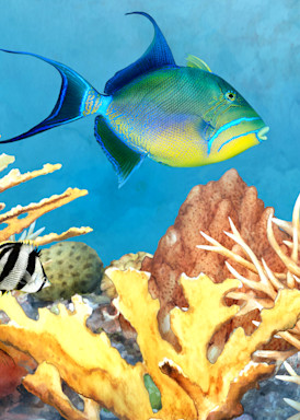 Tropical Staghorn Coral Reef