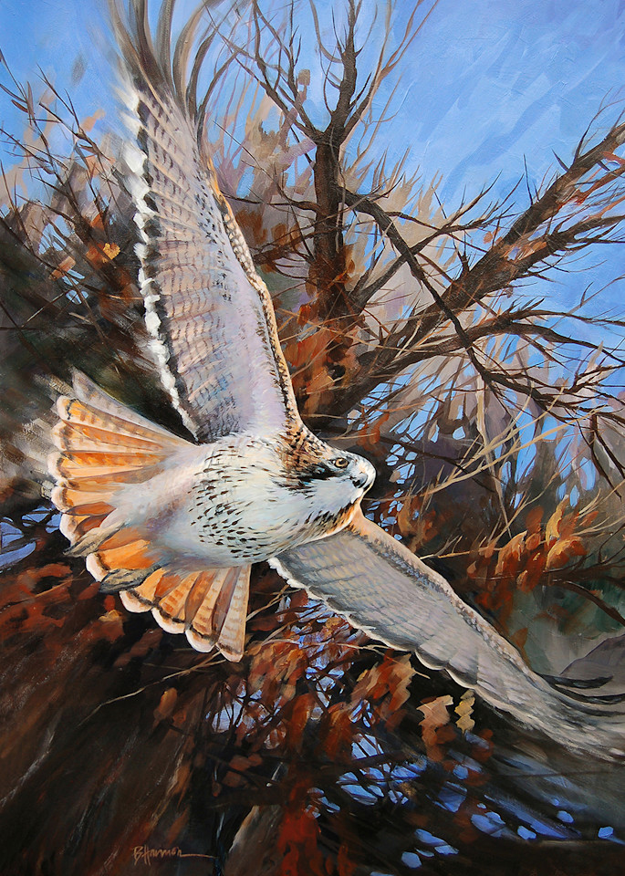 Red Tail in Flight