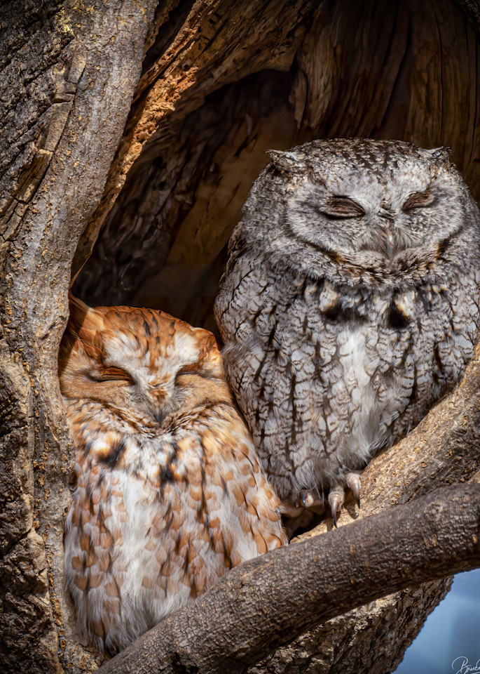 Red and gray Morph Screech Owls