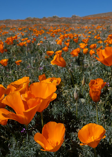 Field Of Poppies Photography Art | Kelly Nine Photography