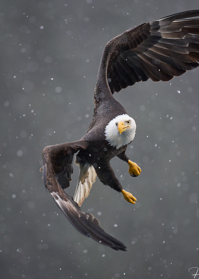 Bald Eagle Banking In Snowfall 3 Photography Art | Harry Lerner Photography