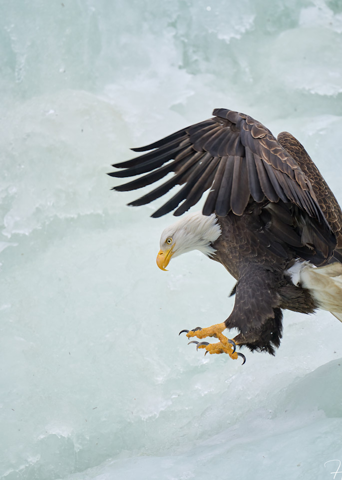 Bald Eagle On Ice Photography Art | Harry Lerner Photography