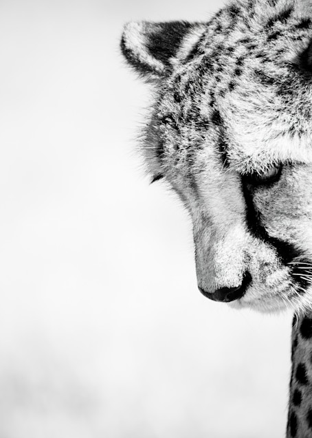 Cheetah Vii Photography Art | Beth Wold Fine Art Gallery