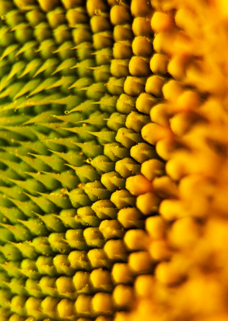 Sunflower Sunshine Photography Art | photo4change