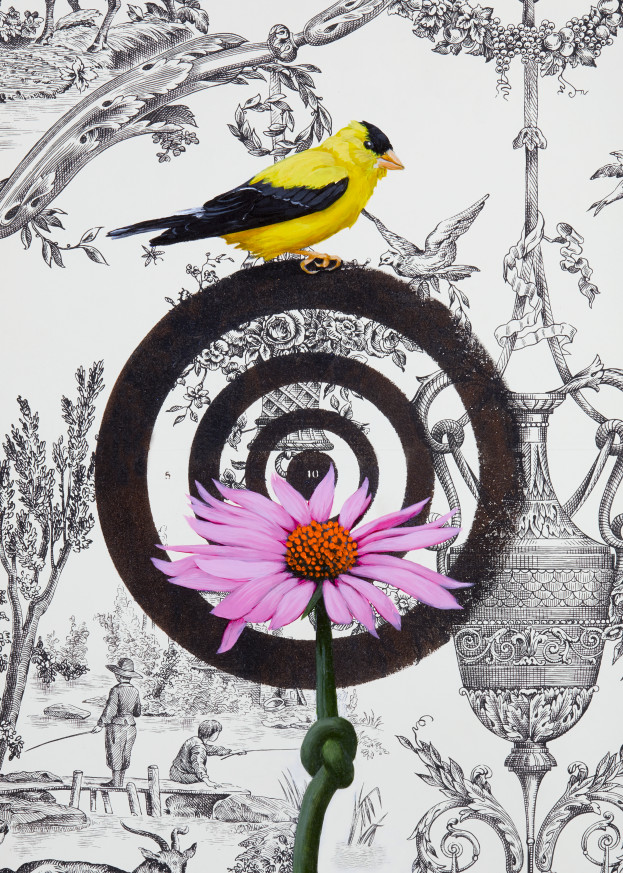 Bird With Echinacea Art | Bill Samios Studio