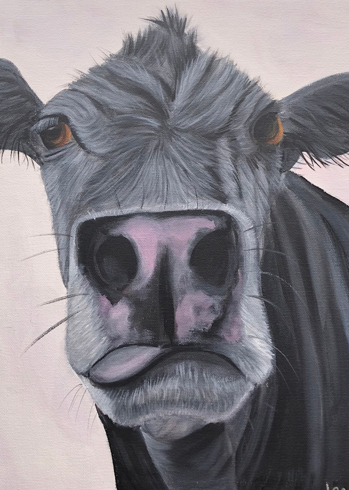 Open edition prints available of Sal the cow