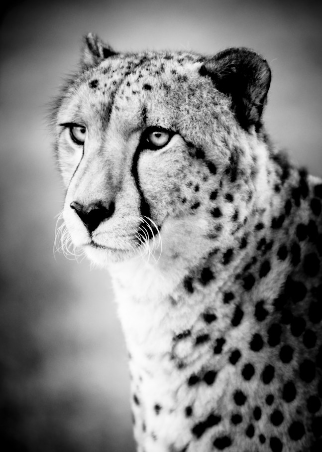 Cheetah Portrait Photography Art | Beth Wold Fine Art Gallery