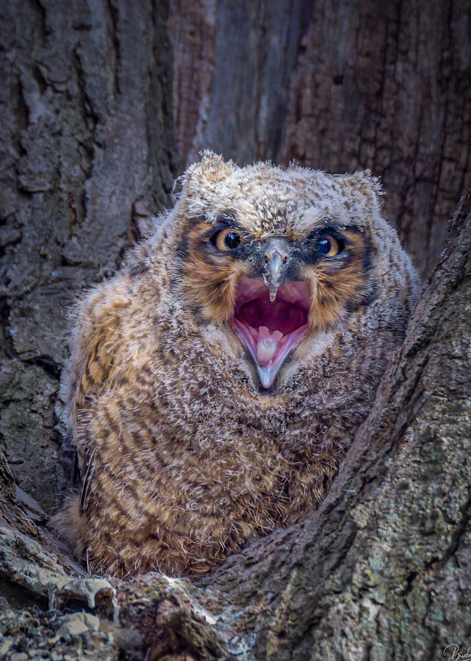 Great Horned Owlet Yawn
