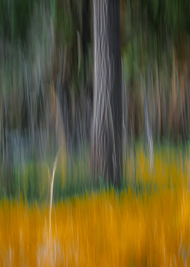 Tree Blur Photography Art | John's Photos