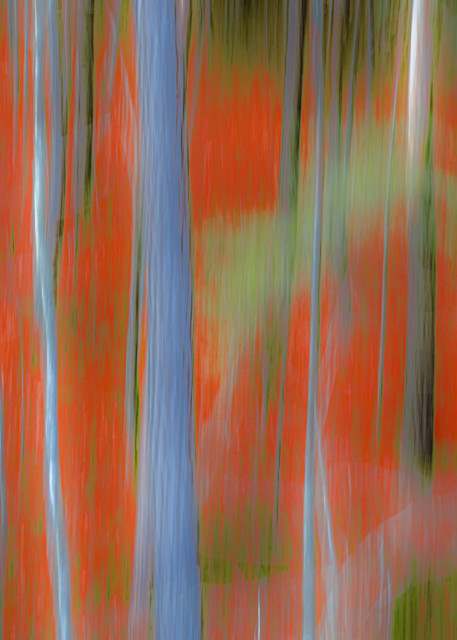 Color Trees Photography Art | John's Photos