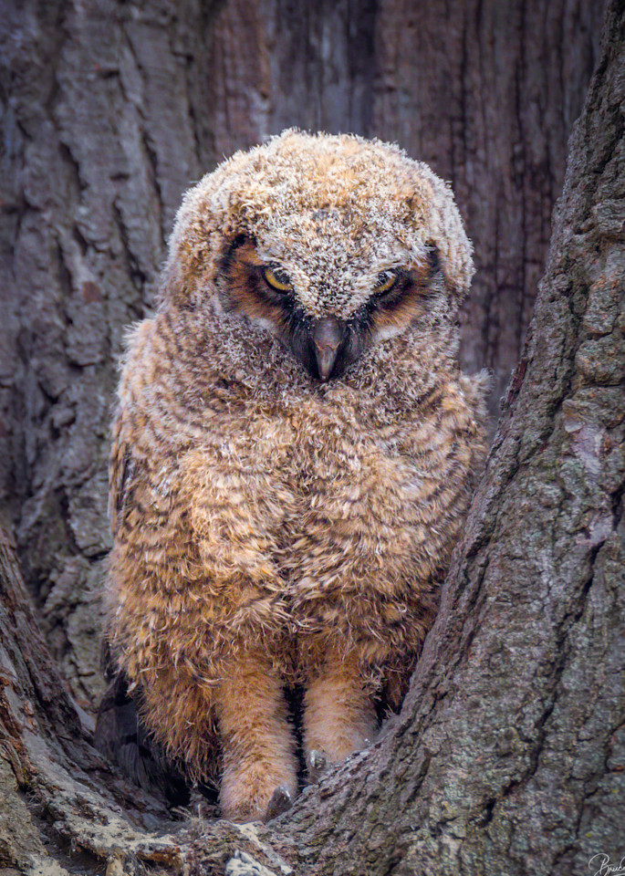 Owly looking Great Horned Owlet