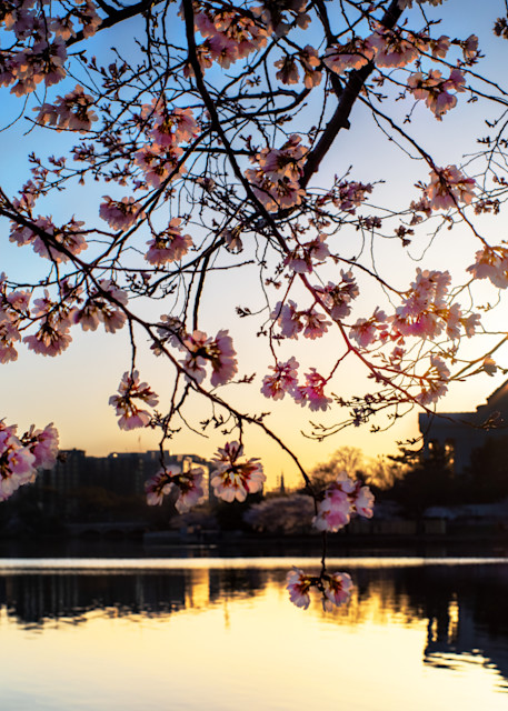Cherry Blossoms on the Sprint Equinox in Washington, DC - Fine Art Photography Print