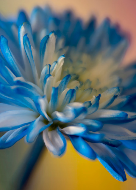 Blue Aster On A Bed Of Color Photography Art | Kendall Photography & Fine Art