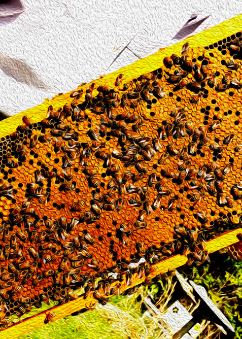 Honey-Bees 2