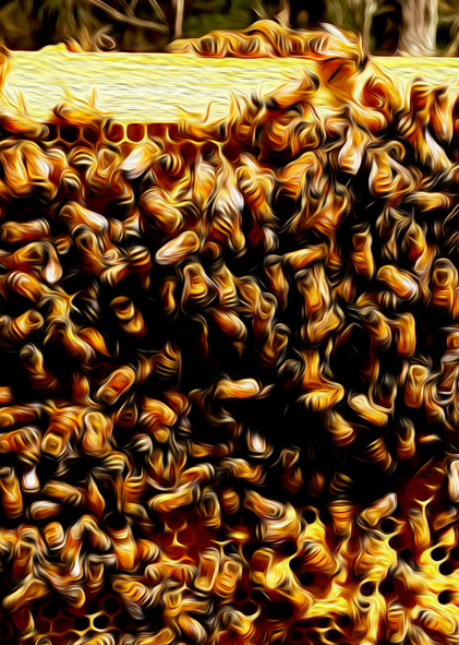 Honey Bees 5 