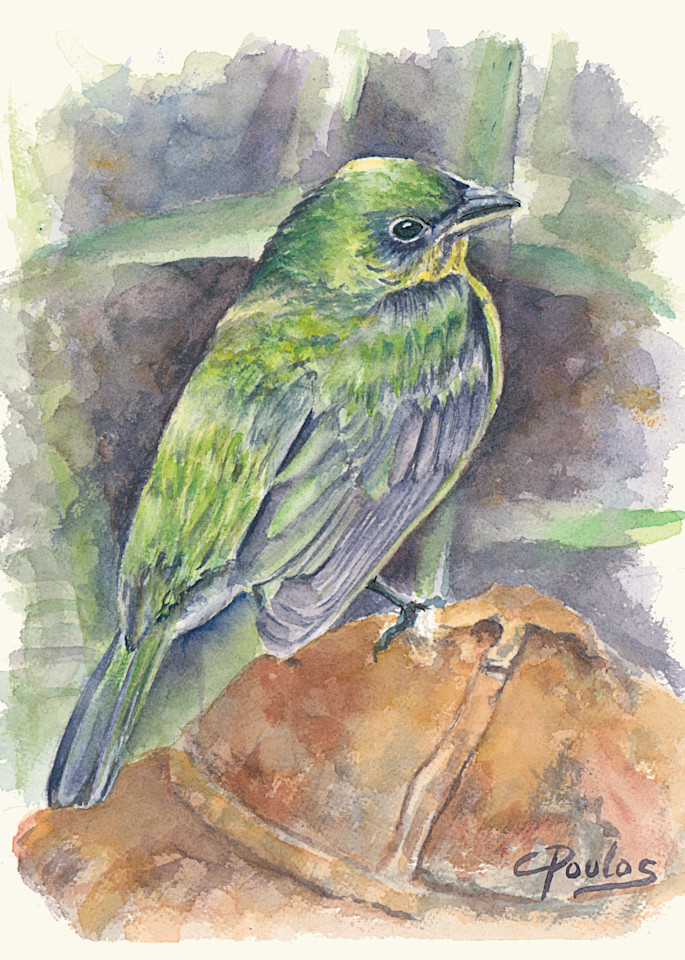 Lady Painted Bunting Art | Cathy Poulos Art