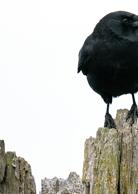 Crow on Pylon