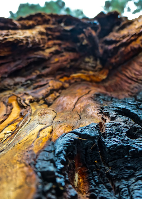 Sequoia Closeup