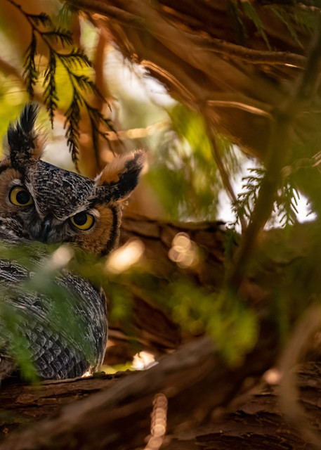 Great Horned Owl Glare