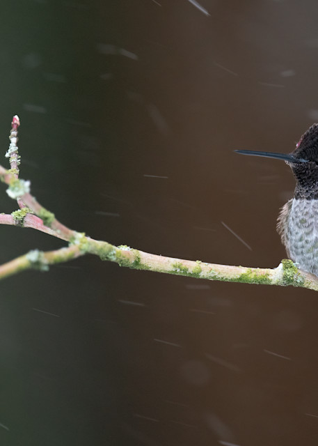 Hummingbird with Snowflake Fascinator
