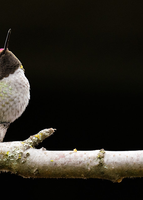 Posing Anna's Hummingbird