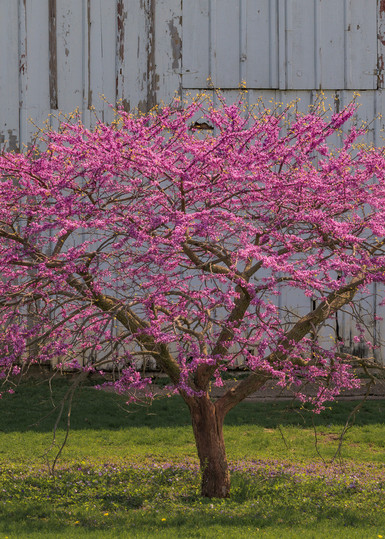 Redbud Tree In Bloom