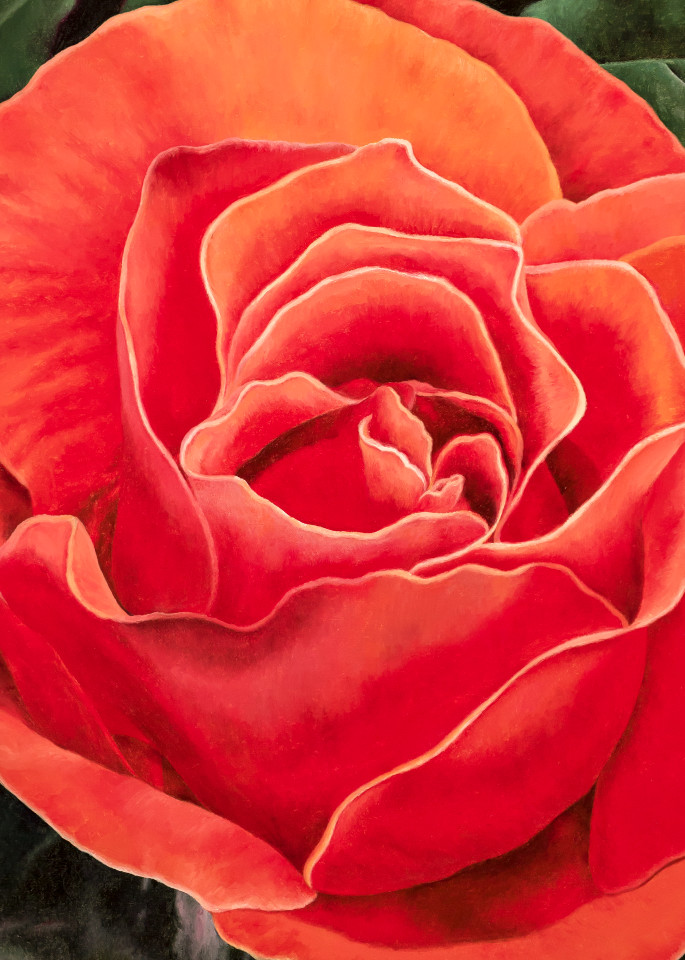 Coral Rose   Products Art | Mercedes Fine Art