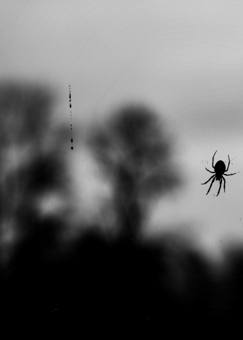 Spider At Work On Window  Photography Art | Peter T. Knight Photography