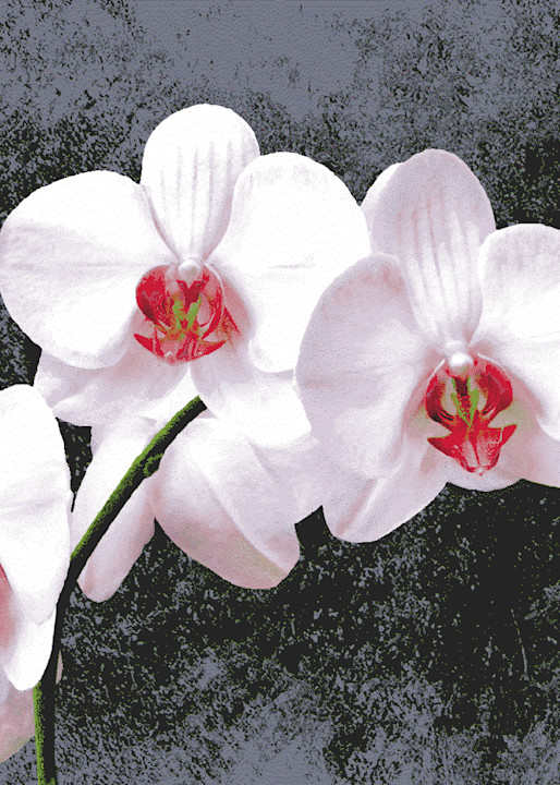 Orchid Art | allenhansen