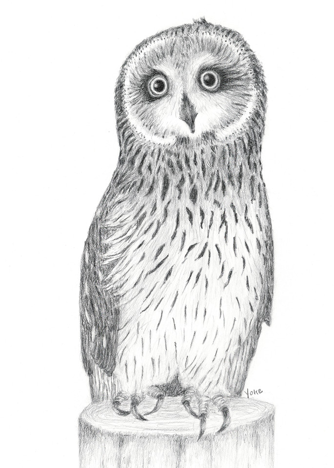 'atticus Short Eared Owl' Ambassador Photography Art | Nature's Art Productions 