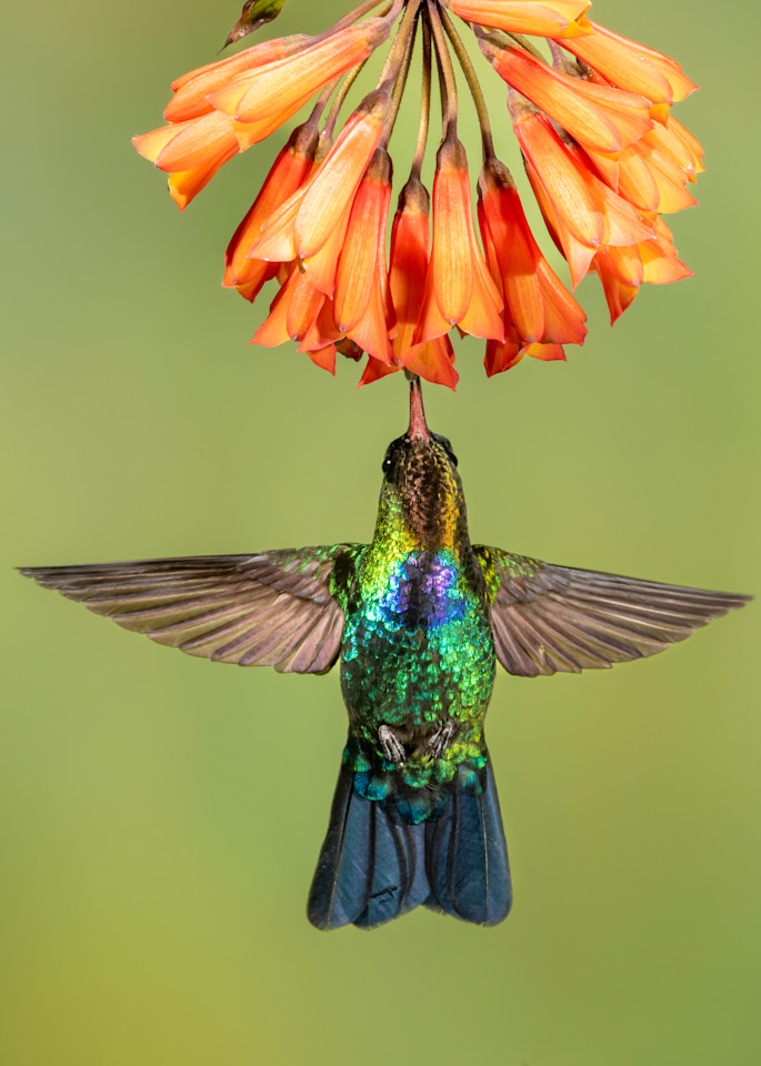 Angel Of A Hummingbird Art | Terrie Gray Photography LLC