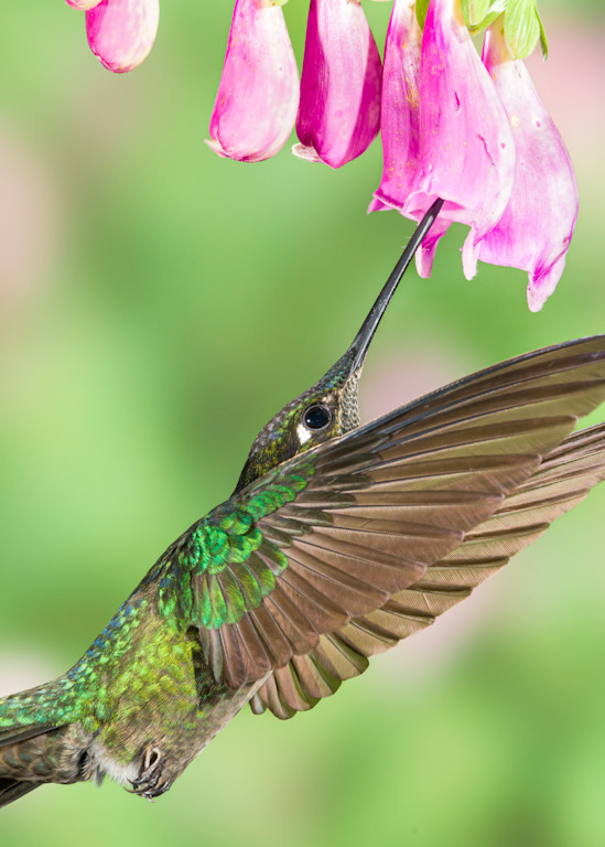 Talamanca Hummingbird Art | Terrie Gray Photography LLC