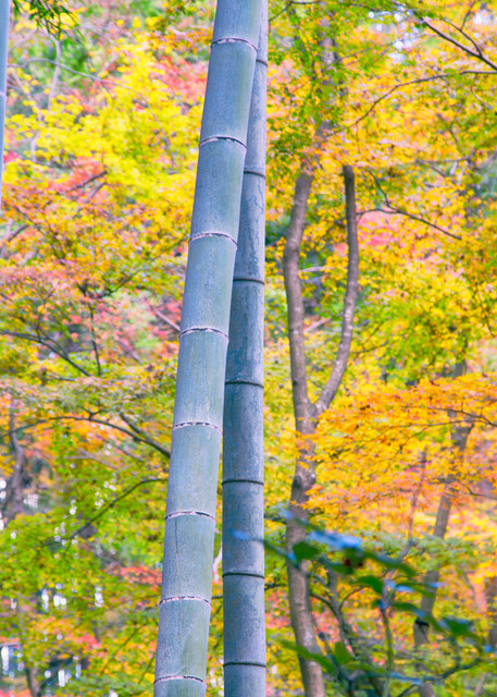 Bamboo In The Colorful Garden  Photography Art | Carol's Little World