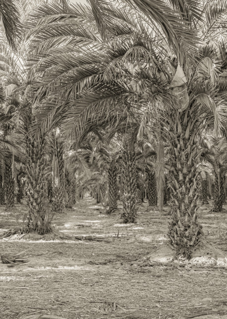 Date Palms in a Row 