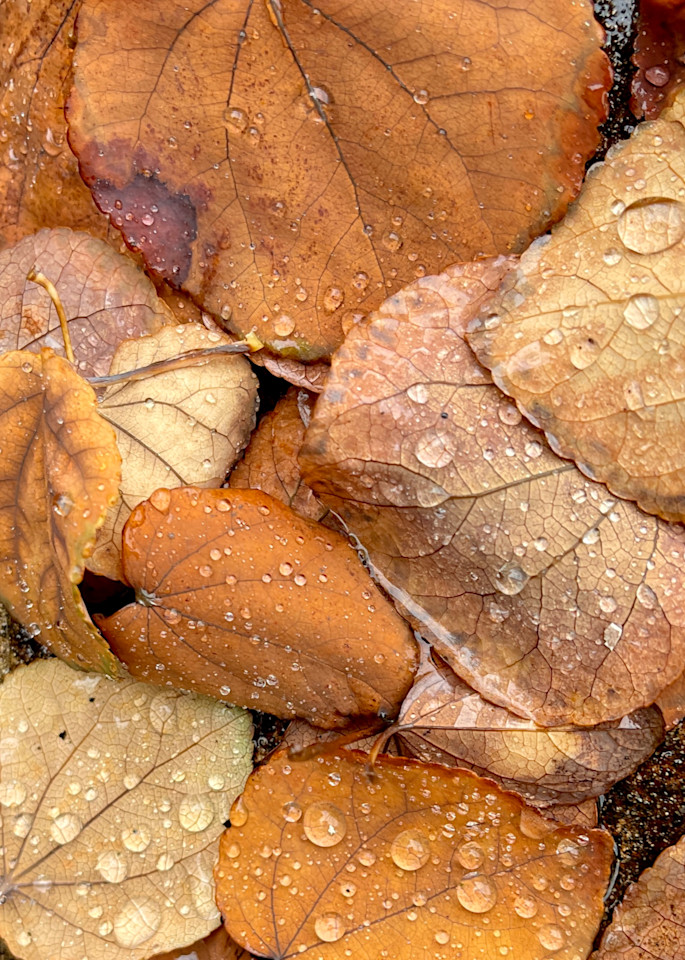 Fall Leaves Art | katesherry
