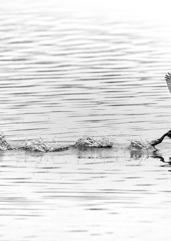 In A Hurry    Pied Billed Grebe In Black And White Photography Art | Koral Martin Fine Art Photography