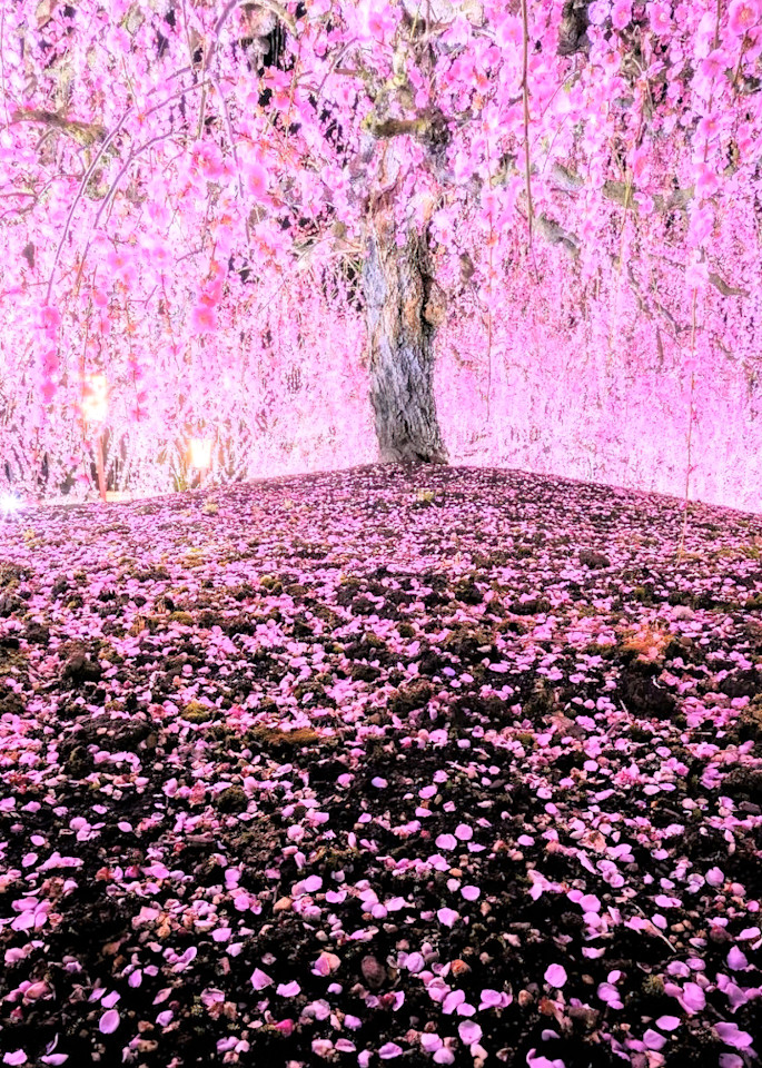 Nature 4088 Cherry Blossom Mie Prefecture Japan Art | Francine Warren Art
