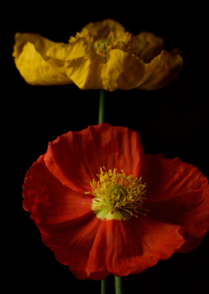 Yellow On Red Photography Art | Kendall Photography & Fine Art