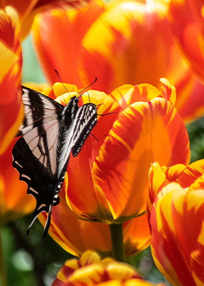 Swallowtail Amid Tulips Photography Art | Art Beyond Control