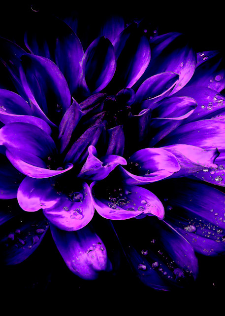 Purple Rain Art | katesherry