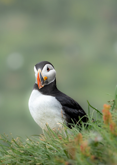 Puffin On A Cliff Photography Art | Amber Favorite Photography
