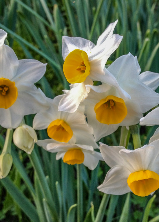 Pretty Daffodils Flowers Photography Art | Nicki Geigert, Photographer