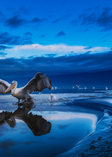Pelican In Blue Hour Photography Art | Vasilis Moustakas Photography