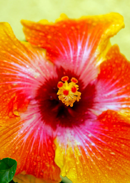 Morning Dew On Hibiscus Photography Art | Photography By Gay