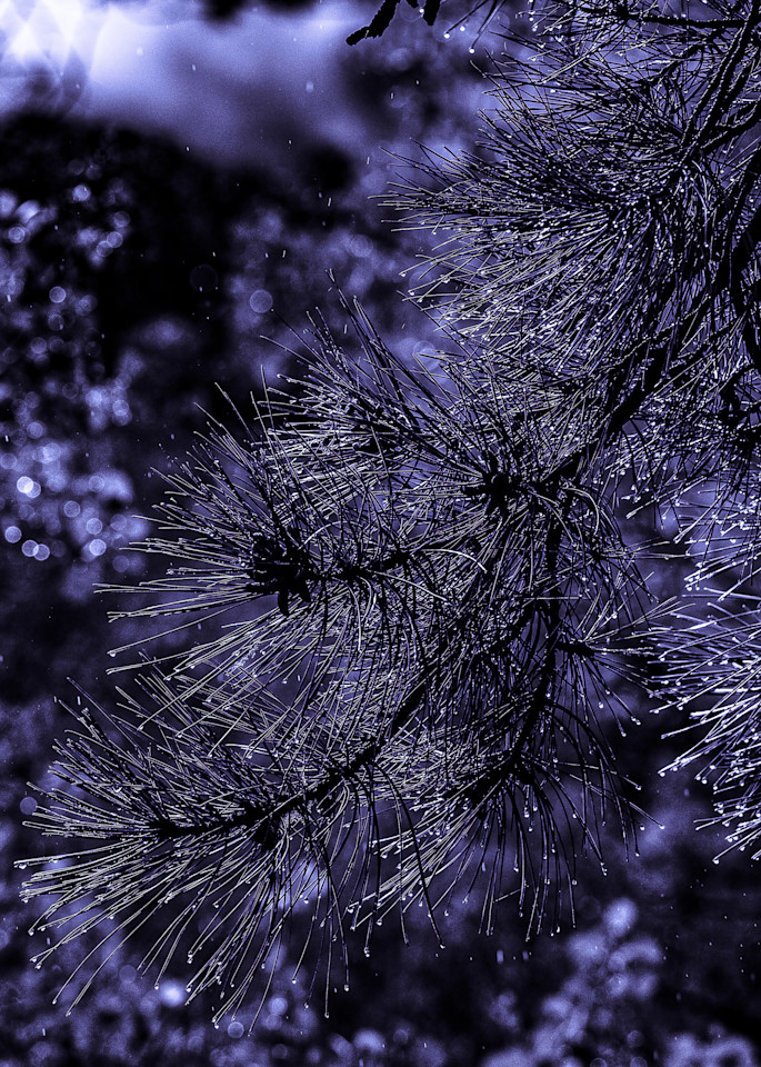 Million Dollar Highway Purplish Pine Needles Photography Art | R. Chris Clark