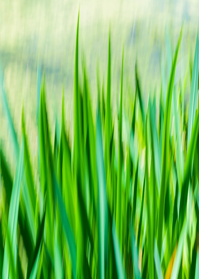Motion Blur Cypress Gardens Photography Art | BILL PARIS PHOTOGRAPHY