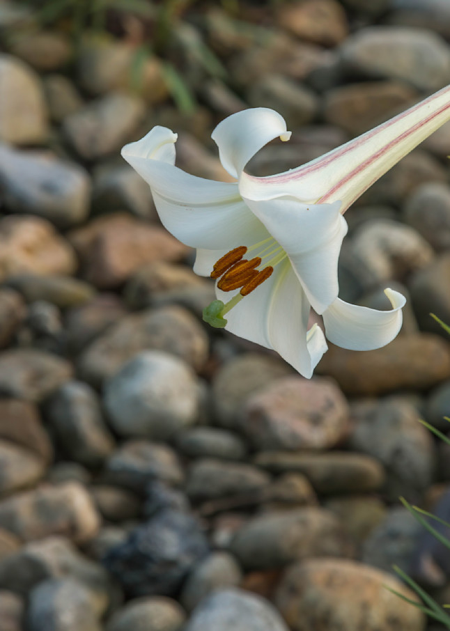 Lily On The Rocks Photography Art | BILL PARIS PHOTOGRAPHY