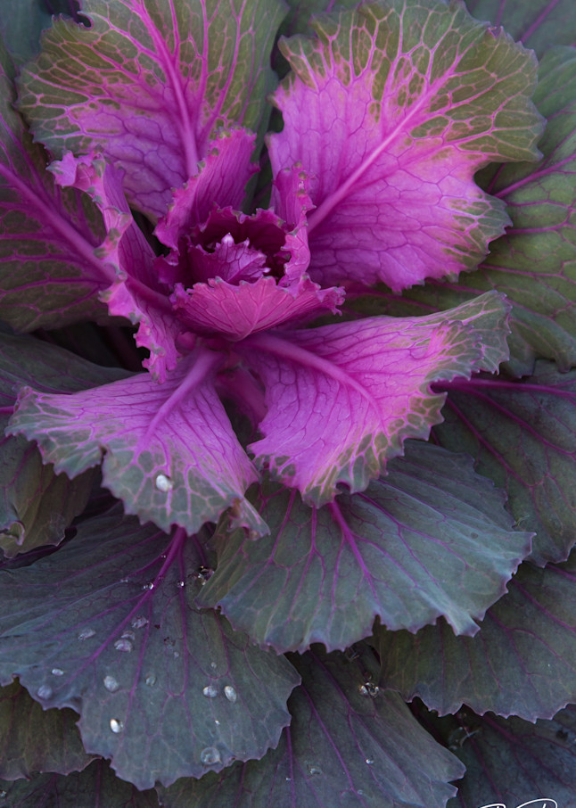 Purple Cabbage Photography Art | BILL PARIS PHOTOGRAPHY