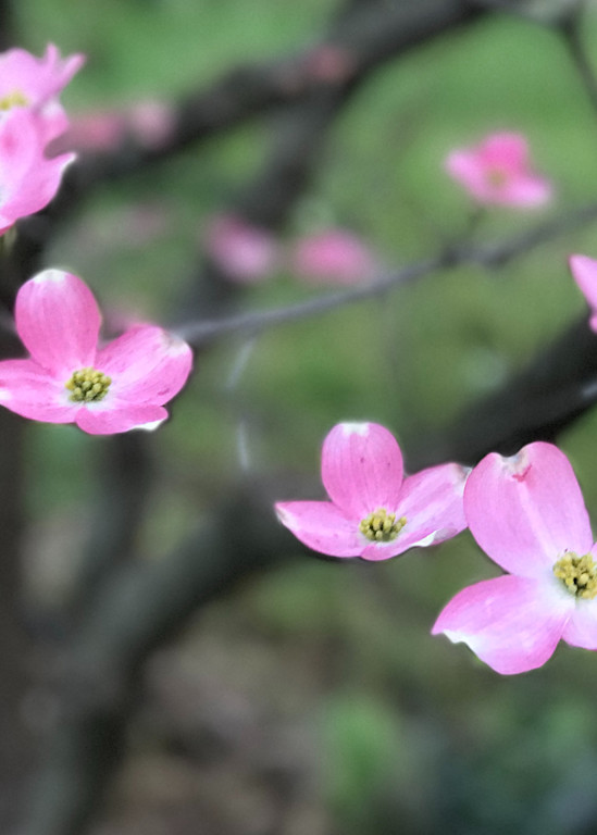 Pink Dogwood Blooms